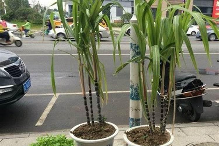 甘蔗苗期这样做,根强苗壮、减少黄秆枯叶和死苗