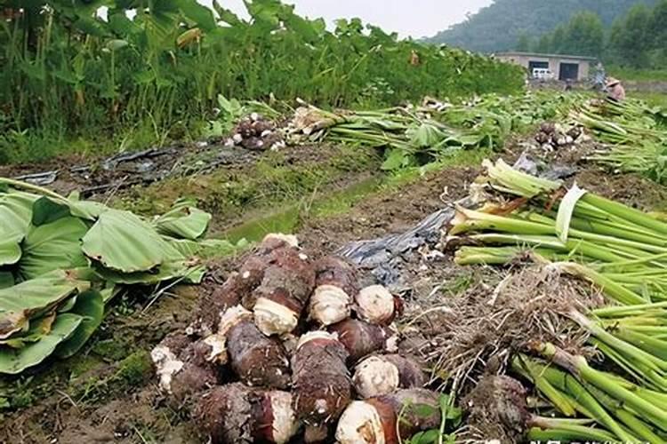 耕田乐化肥可以用来放毛芋吗