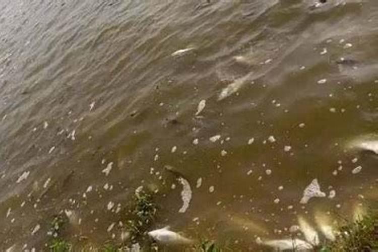 大蒜最忌什么肥料