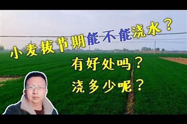 板栗施硼肥有什么技巧？对树本身有哪些好处呢？