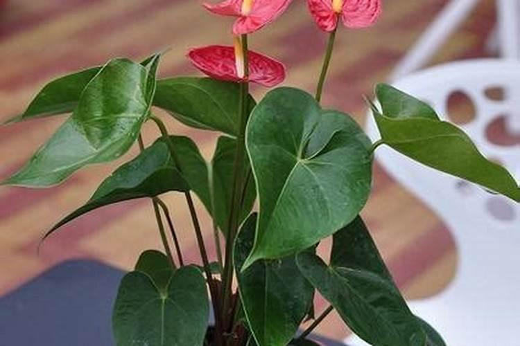 火鹤养护管理的要点有哪些？