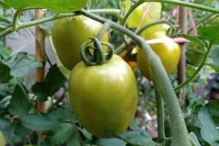 女人补钙吃什么好