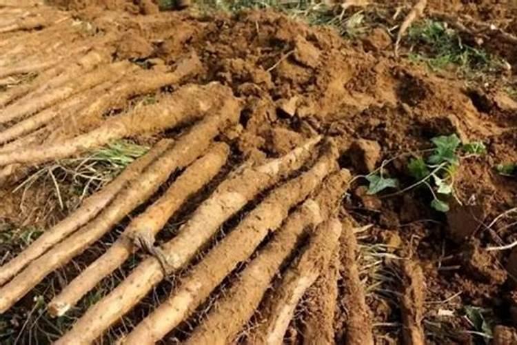 白芍最好的肥料