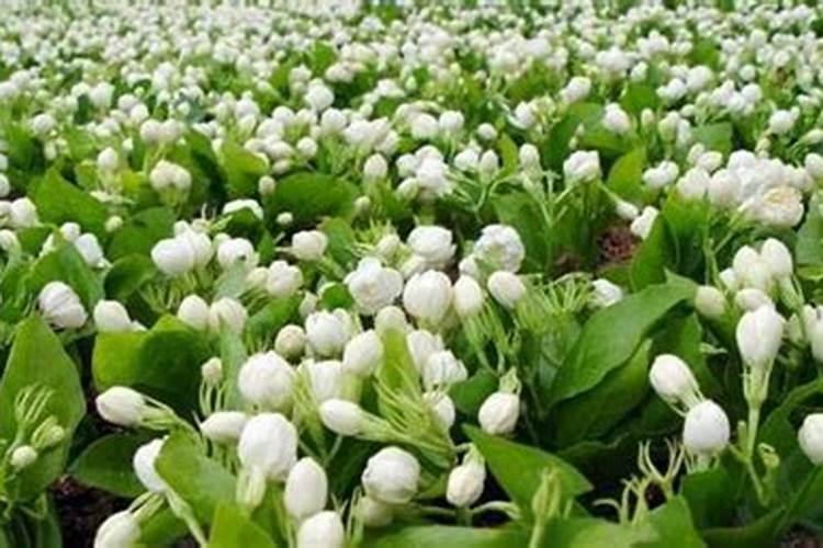 茉莉花施什么肥好