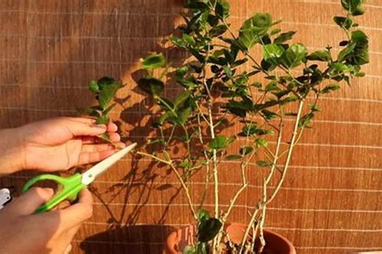 怎样养好茉莉花