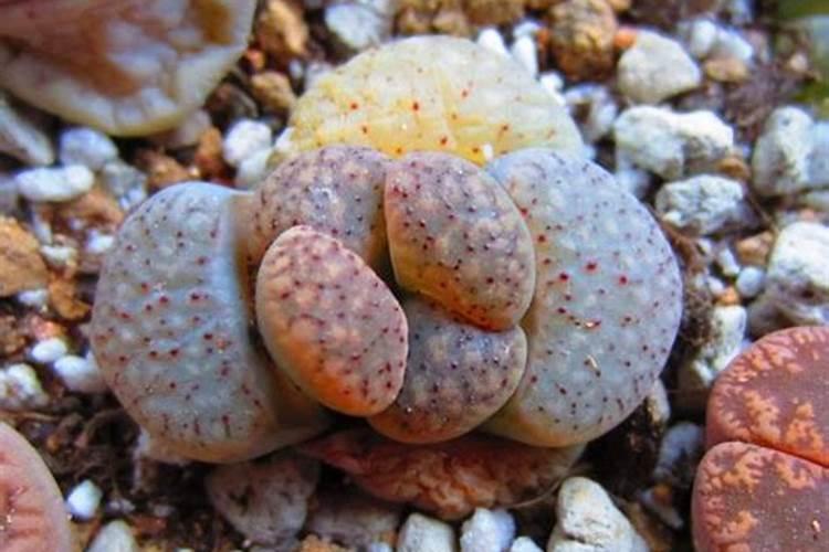 生石花怎么施肥 用什么肥料好