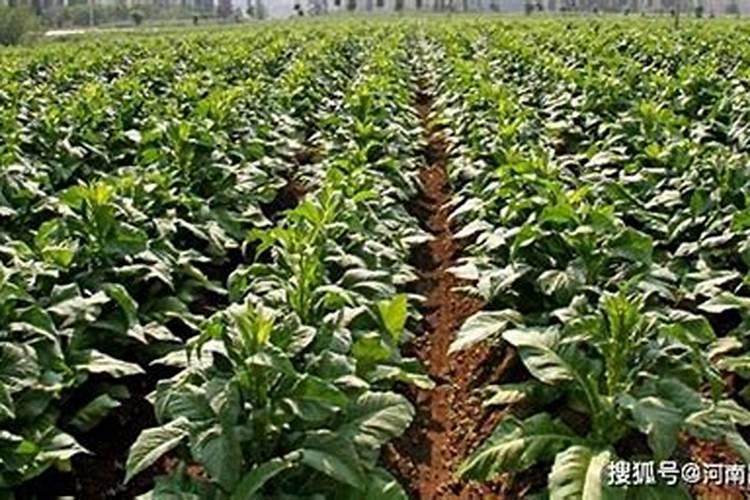 种植烟草用什么肥料？烟叶喷什么叶面肥最好？