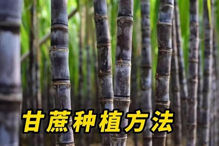 如何施用硼肥？