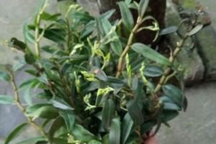 如何给石斛兰施肥与浇水？