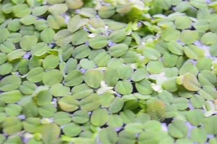 小叶水萍用什么肥料可以生长？