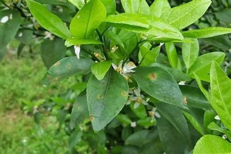 沙糖桔保花保果用什么农药,怎样用？