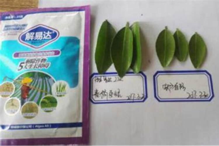 沙糖桔如何简便保果