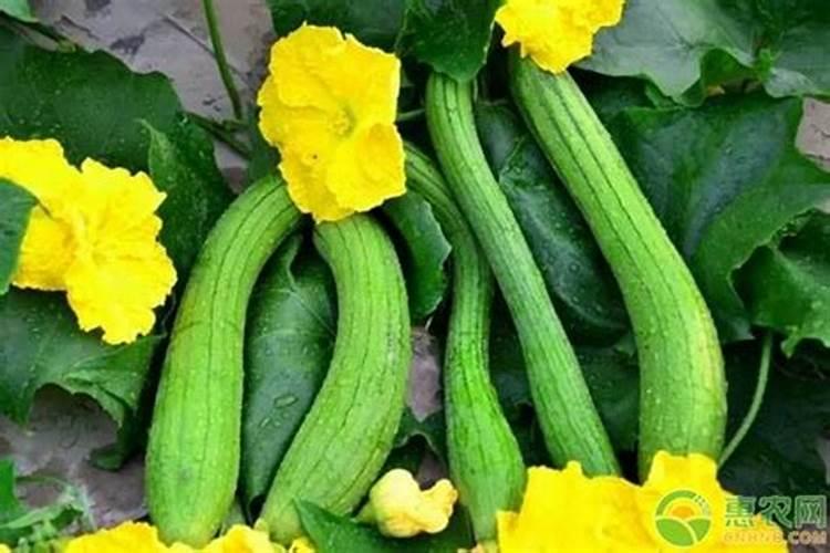 蟹爪莲叶子蔫了怎么办