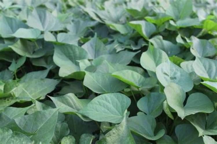 红薯喷什么叶面肥结果多？红薯保花保果专用增产叶面肥料？