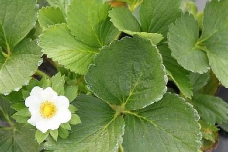 草莓各个时期的施肥方案 什么时候冲高磷肥