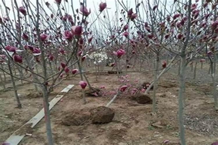 紫玉兰栽培技术