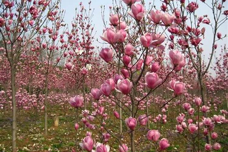 紫玉兰的养殖方法