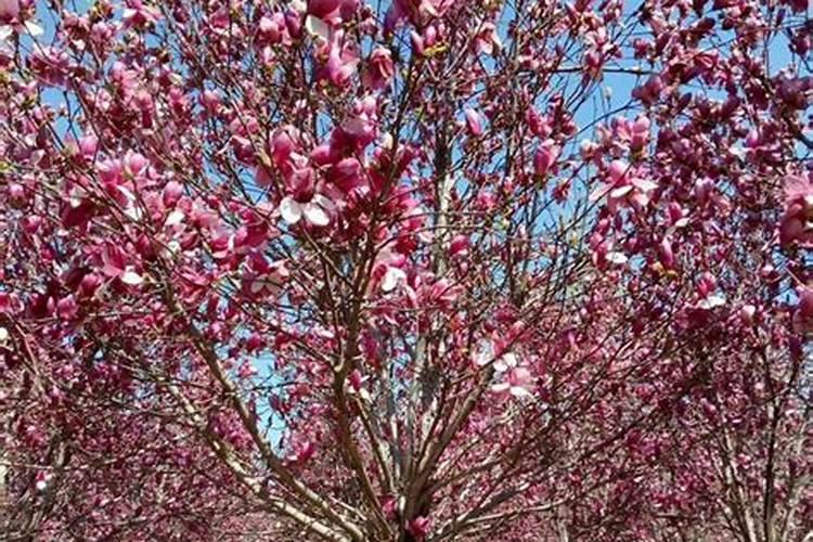 怎么养紫玉兰才能开花？