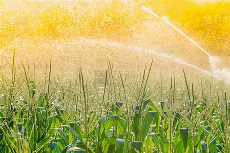 自己做花肥怎样才算腐熟