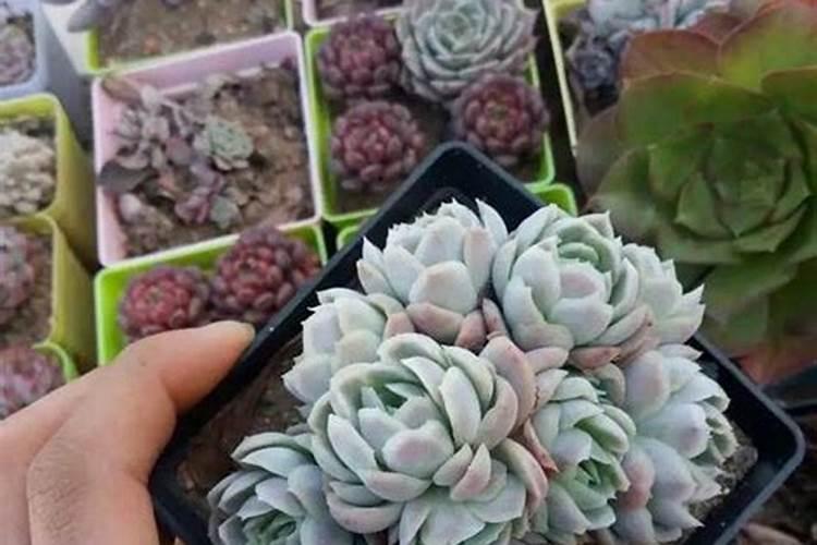 水溶肥如何给多肉施肥？