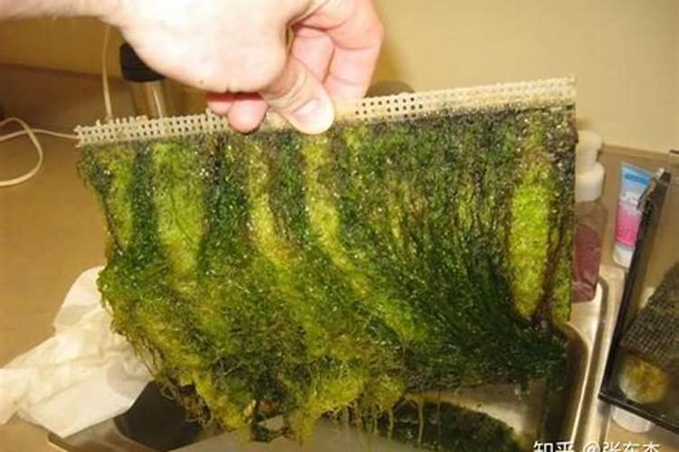 鱼塘怎么用磷肥