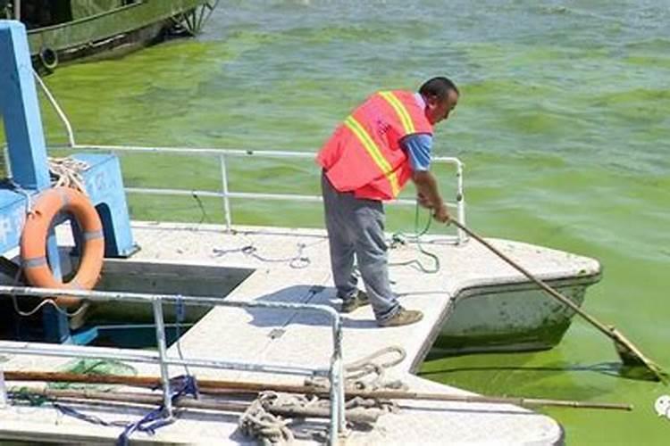 池塘水发黑快速处理方法