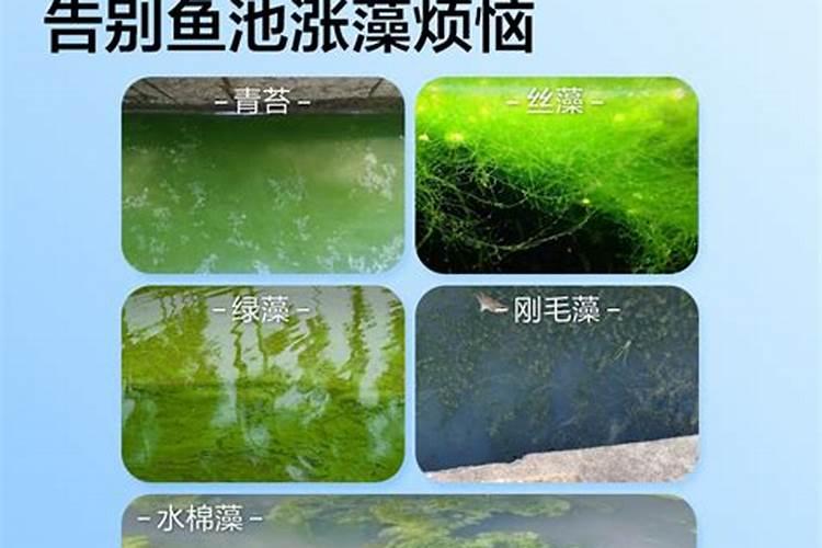 养花鲢春夏秋冬下什么肥料效果最好