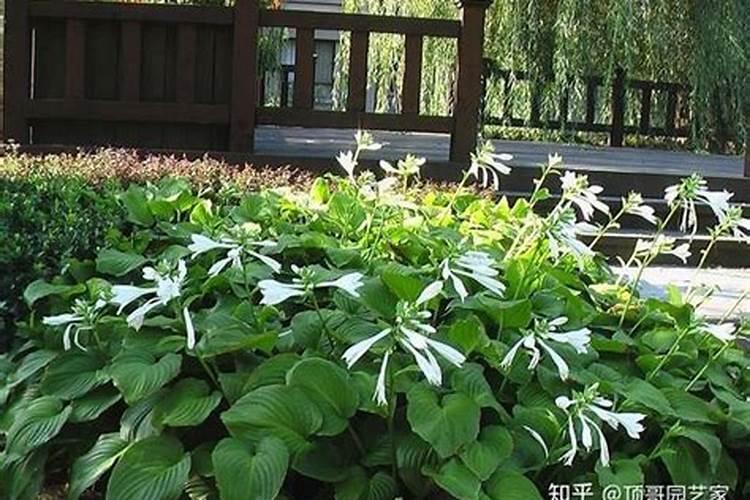 西红柿打什么叶面肥好