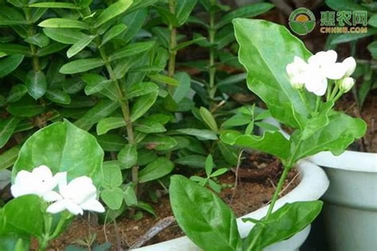 茉莉花该施什么肥呢