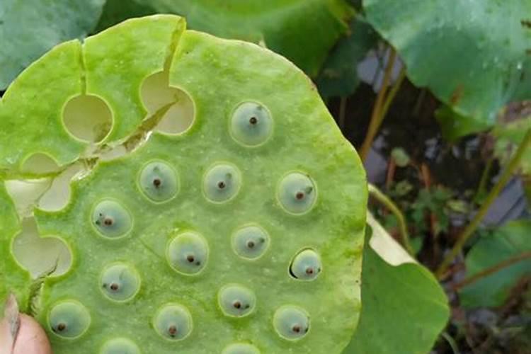 太空莲的最佳种植技术 莲商会