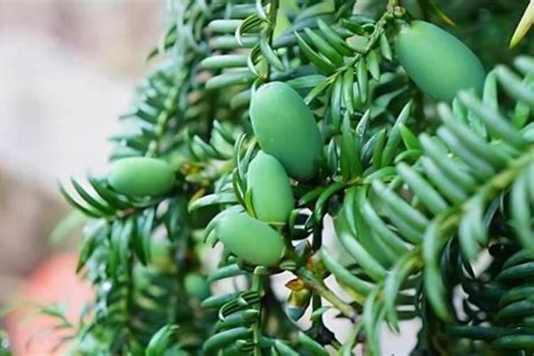 香榧树用什么肥料生长快