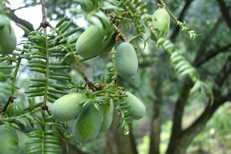 香榧结果冬季落果怎么处理？