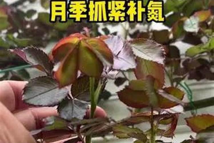 要想月季花快速冒笋芽该怎么养护