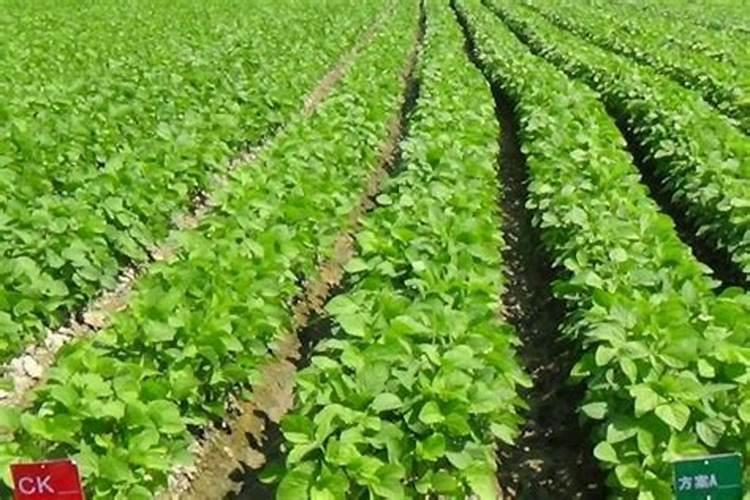 种毛豆到底要不要施肥 施什么肥好