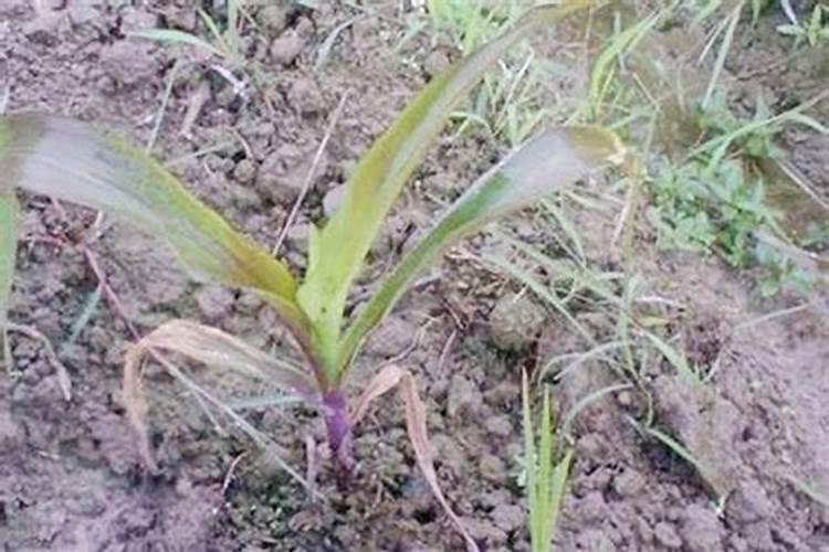 什么叫做抗逆农作物？