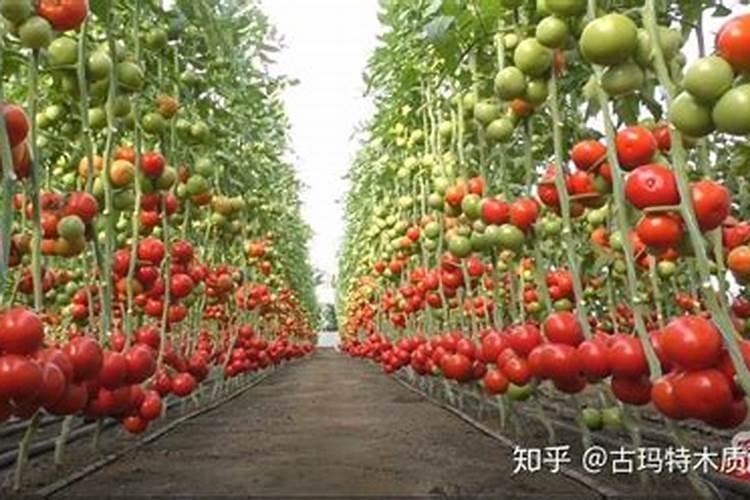 有谁知道腐殖酸在水产养殖中的作用