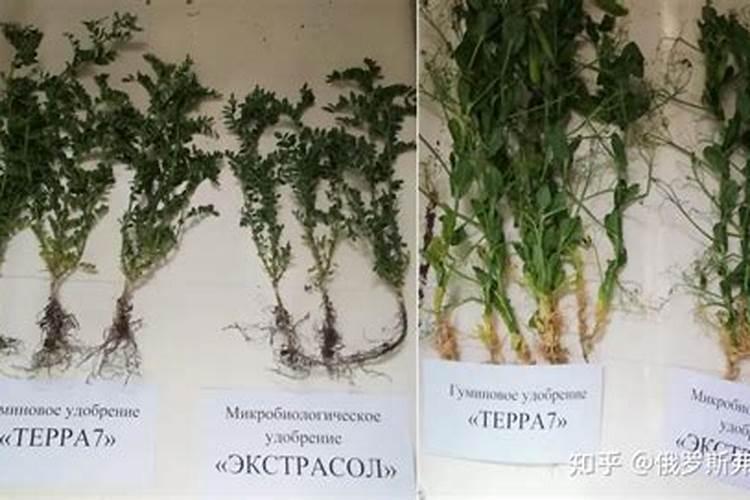 木质素、木质素磺酸盐和木质素腐植酸盐的关系