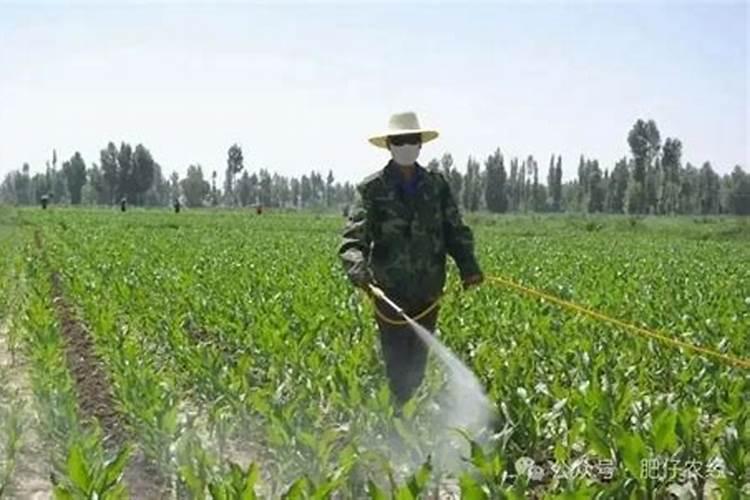 玉米打了叶面肥还能打除草剂吗？为什么呢？