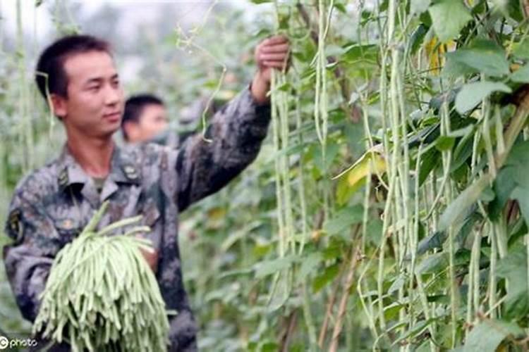 种植豇豆在花期,对水肥的要求都有哪些？