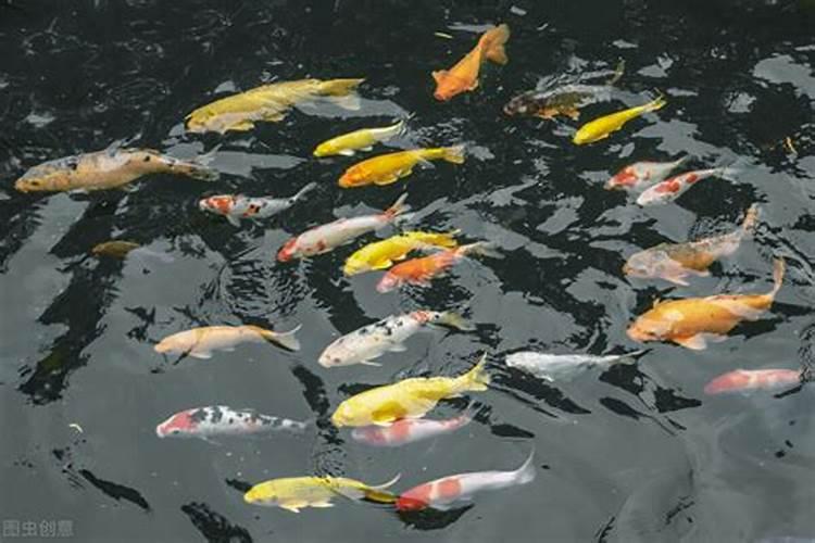 鱼蛋白放多了会烧根吗