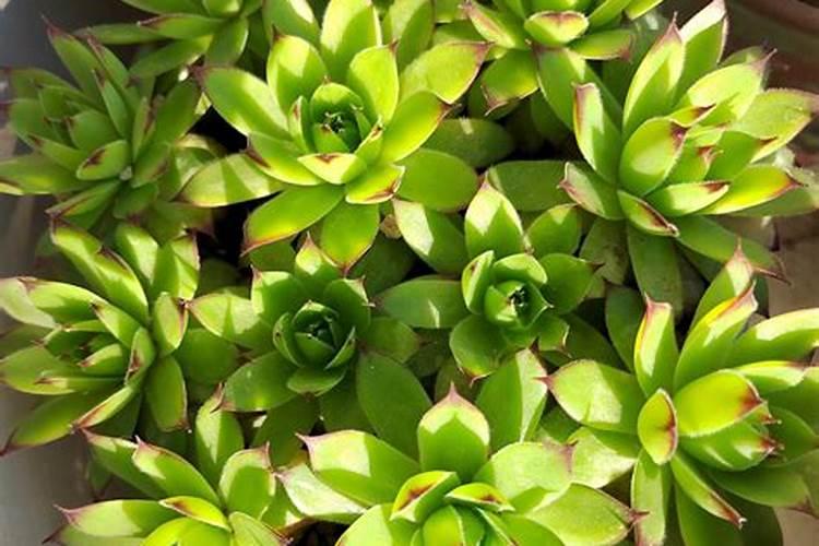 让多肉叶片肥厚施什么肥？