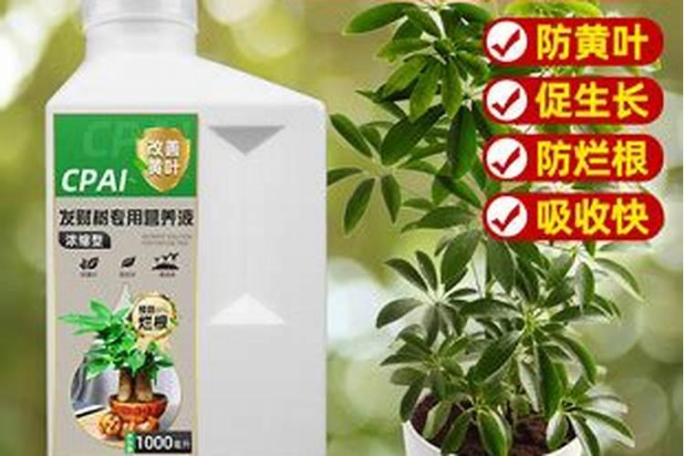龟背竹专用肥可以用在其他植物上吗