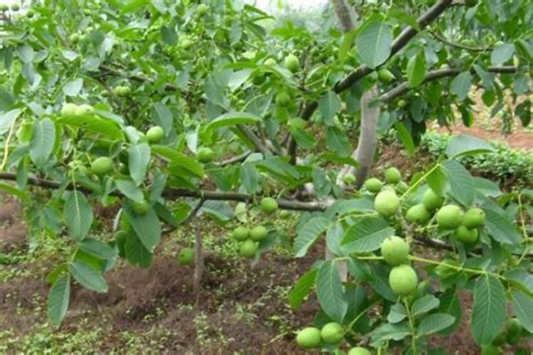 核桃树施肥方法与时间,核桃施肥注意事项