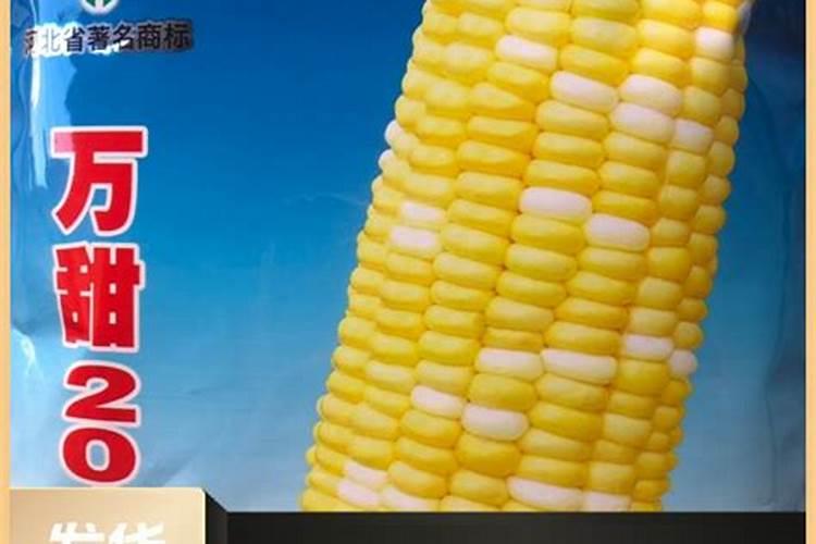 想问一下,种的玉米从中间腐烂断掉,是什么原因？