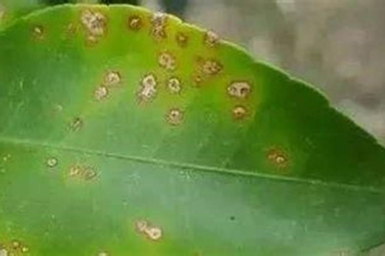 氢氧化铜打多久再打叶面肥不影啊√