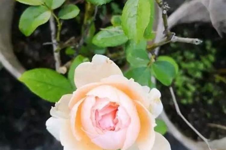 月季花要怎么养,多久浇一次水？