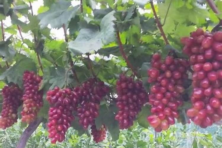 葡萄开花期施什么肥