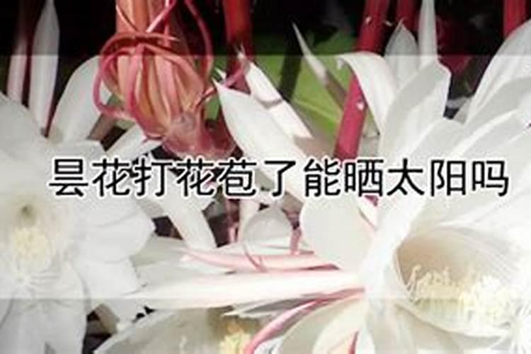 怎样防止昙花花苞掉落 需要怎么做