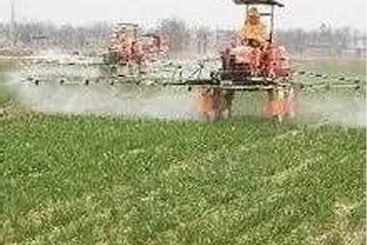 今年我家冬小麦10月15号种的什么时候打除草剂？