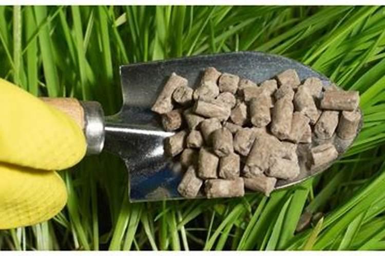 甘蓝用什么肥包心快